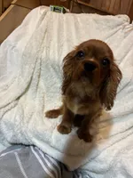Basher, a male Cavalier King Charles Spaniel for sale in Spruce Pine, NC – 7 of 8
