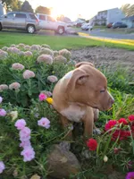 Male 2, a male American Pit Bull Terrier for sale in Feasterville Trevose, PA – 3 of 6