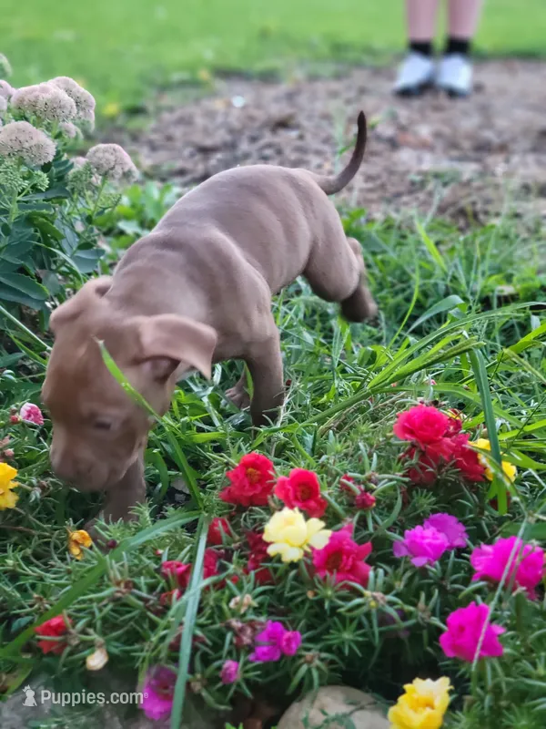 Female 5 – American Pit Bull Terrier puppy for sale in Feasterville Trevose, PA