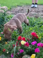 Female 5, a female American Pit Bull Terrier for sale in Feasterville Trevose, PA – 3 of 4