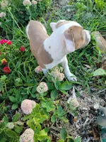 Female 3, a female American Pit Bull Terrier for sale in Feasterville Trevose, PA – 2 of 6