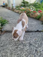 Female 3, a female American Pit Bull Terrier for sale in Feasterville Trevose, PA – 3 of 6