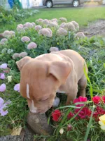 Male 2, a male American Pit Bull Terrier for sale in Feasterville Trevose, PA – 2 of 6
