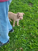 Male 1, a male American Pit Bull Terrier for sale in Feasterville Trevose, PA – 2 of 5