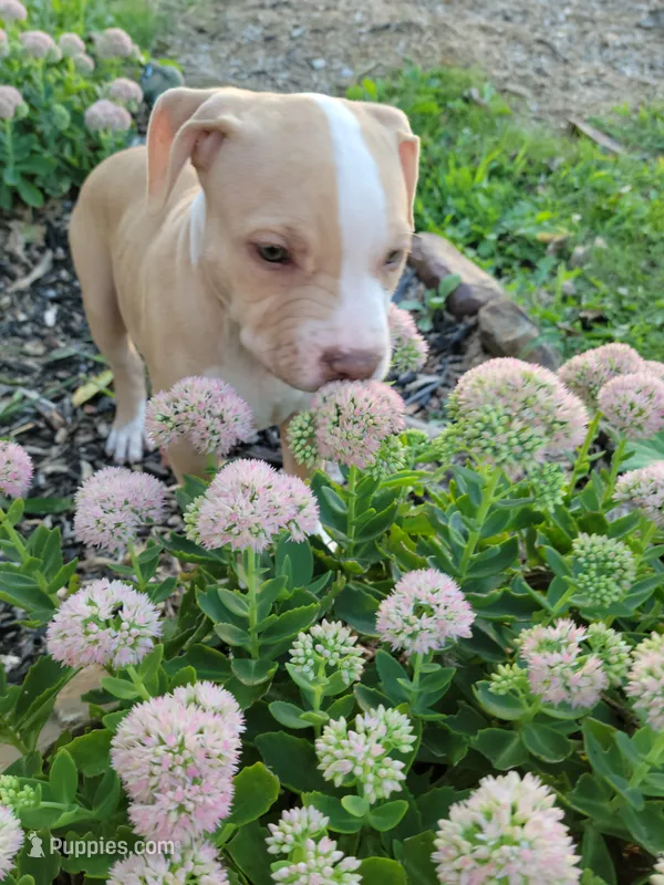 Female 1 – American Pit Bull Terrier puppy for sale in Feasterville Trevose, PA