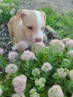 Female 1, a female American Pit Bull Terrier for sale in Feasterville Trevose, PA – 1 of 4
