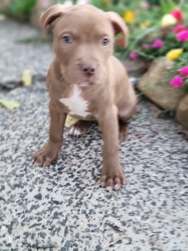 Female 6 – American Pit Bull Terrier puppy for sale in Feasterville Trevose, PA