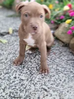 Female 6, a female American Pit Bull Terrier for sale in Feasterville Trevose, PA – 1 of 3