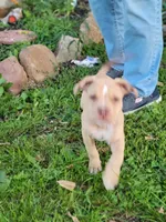 Male 1, a male American Pit Bull Terrier for sale in Feasterville Trevose, PA – 3 of 5