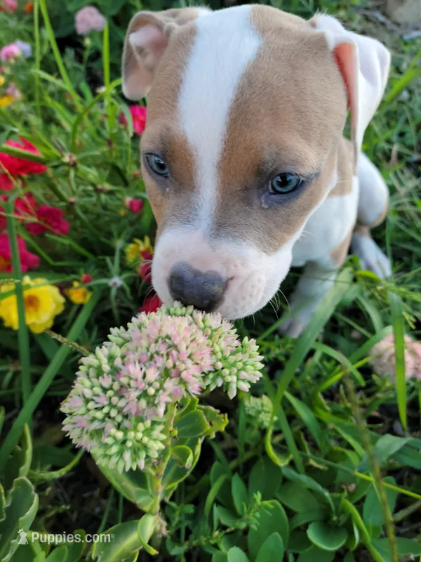 Female 3 – American Pit Bull Terrier puppy for sale in Feasterville Trevose, PA