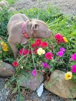 Female 2, a female American Pit Bull Terrier for sale in Feasterville Trevose, PA – 3 of 4