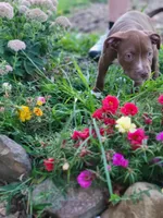 Female 5, a female American Pit Bull Terrier for sale in Feasterville Trevose, PA – 2 of 4