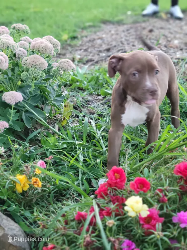 Female 5 – American Pit Bull Terrier puppy for sale in Feasterville Trevose, PA