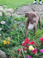 Female 5, a female American Pit Bull Terrier for sale in Feasterville Trevose, PA – 1 of 4