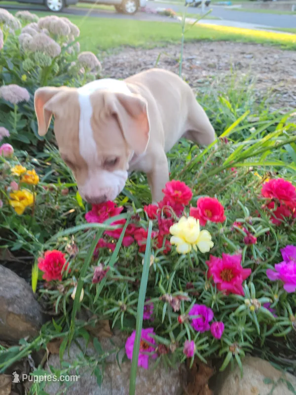 Female 1 – American Pit Bull Terrier puppy for sale in Feasterville Trevose, PA