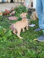 Male 1, a male American Pit Bull Terrier for sale in Feasterville Trevose, PA – 4 of 5
