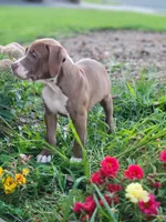 Female 4, a female American Pit Bull Terrier for sale in Feasterville Trevose, PA – 3 of 5