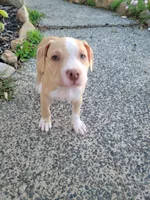 Female 1, a female American Pit Bull Terrier for sale in Feasterville Trevose, PA – 2 of 4