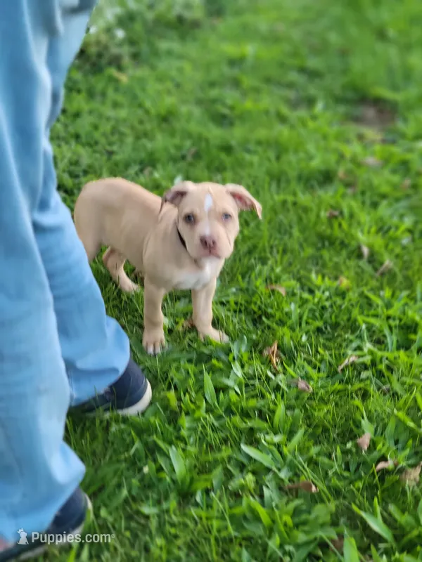 Male 1 – American Pit Bull Terrier puppy for sale in Feasterville Trevose, PA