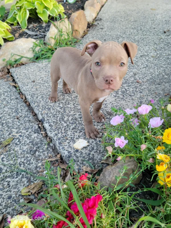 Female 2 – American Pit Bull Terrier puppy for sale in Feasterville Trevose, PA