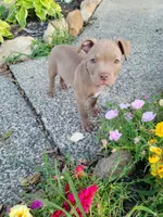 Female 2, a female American Pit Bull Terrier for sale in Feasterville Trevose, PA – 1 of 4