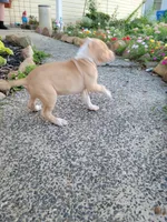 Female 1, a female American Pit Bull Terrier for sale in Feasterville Trevose, PA – 4 of 4