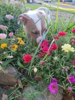 Female 3, a female American Pit Bull Terrier for sale in Feasterville Trevose, PA – 6 of 6