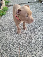 Female 2, a female American Pit Bull Terrier for sale in Feasterville Trevose, PA – 4 of 4