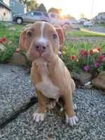 Male 2, a male American Pit Bull Terrier for sale in Feasterville Trevose, PA – 5 of 6
