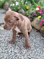 Female 6, a female American Pit Bull Terrier for sale in Feasterville Trevose, PA – 2 of 3