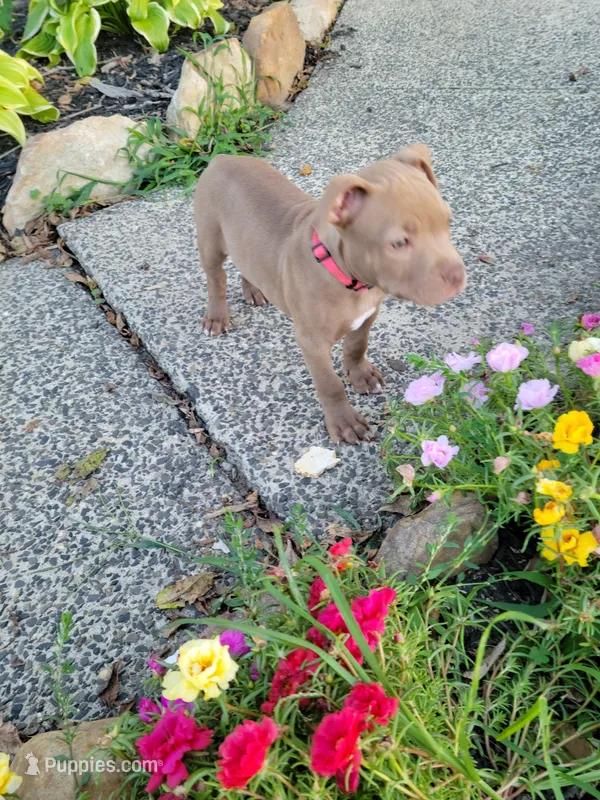 Female 2 – American Pit Bull Terrier puppy for sale in Feasterville Trevose, PA