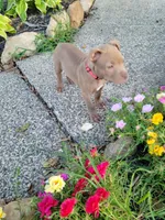Female 2, a female American Pit Bull Terrier for sale in Feasterville Trevose, PA – 2 of 4