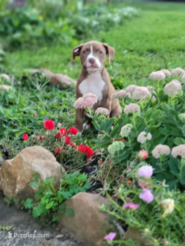 Female 4 – American Pit Bull Terrier puppy for sale in Feasterville Trevose, PA