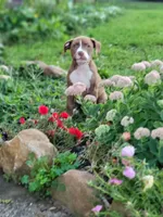 Female 4, a female American Pit Bull Terrier for sale in Feasterville Trevose, PA – 1 of 5