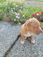 Male 2, a male American Pit Bull Terrier for sale in Feasterville Trevose, PA – 4 of 6