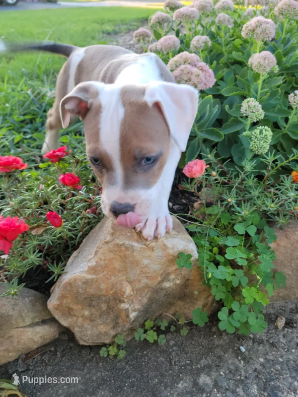 Female 3 – American Pit Bull Terrier puppy for sale in Feasterville Trevose, PA