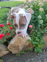 Female 3, a female American Pit Bull Terrier for sale in Feasterville Trevose, PA – 1 of 6