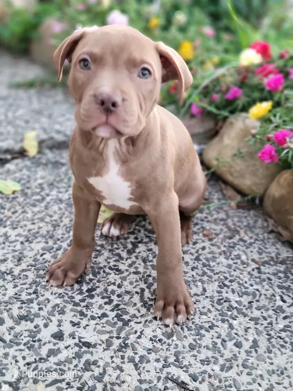 Female 6 – American Pit Bull Terrier puppy for sale in Feasterville Trevose, PA
