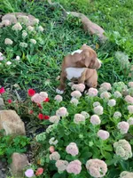 Female 4, a female American Pit Bull Terrier for sale in Feasterville Trevose, PA – 4 of 5