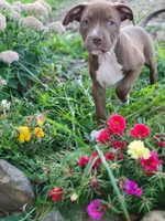 Female 5, a female American Pit Bull Terrier for sale in Feasterville Trevose, PA – 4 of 4