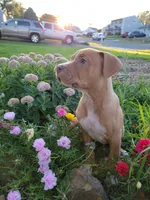 Male 2, a male American Pit Bull Terrier for sale in Feasterville Trevose, PA – 1 of 6