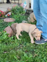 Male 1, a male American Pit Bull Terrier for sale in Feasterville Trevose, PA – 5 of 5