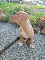Male 2, a male American Pit Bull Terrier for sale in Feasterville Trevose, PA – 6 of 6