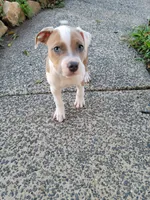 Female 3, a female American Pit Bull Terrier for sale in Feasterville Trevose, PA – 5 of 6