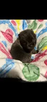 CKC Jace, a male Pomeranian for sale in Auburn, AL – 3 of 3