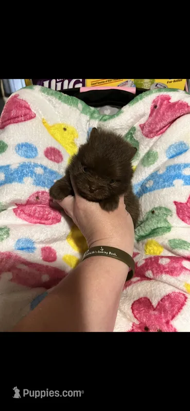 CKC Jewel – Pomeranian puppy for sale in Auburn, AL