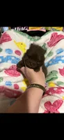 CKC Jewel, a female Pomeranian for sale in Auburn, AL – 1 of 3