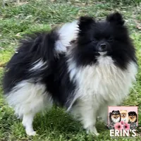 CKC Felicity, a female Pomeranian for sale in Auburn, AL – Photo 3 of 3