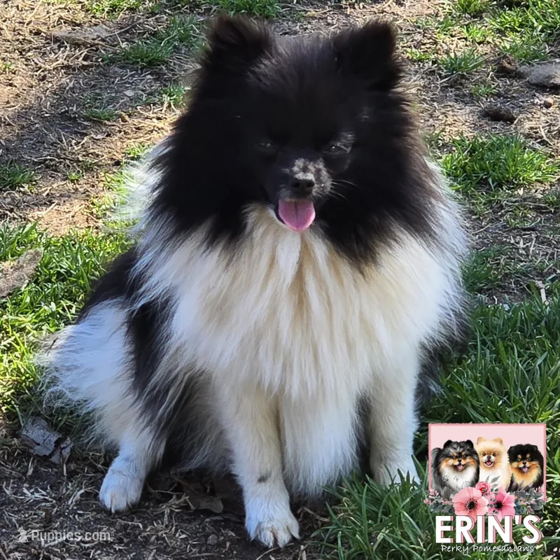 CKC Felicity – Pomeranian puppy for sale in Auburn, AL