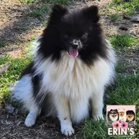 CKC Felicity, a female Pomeranian for sale in Auburn, AL – Photo 1 of 3